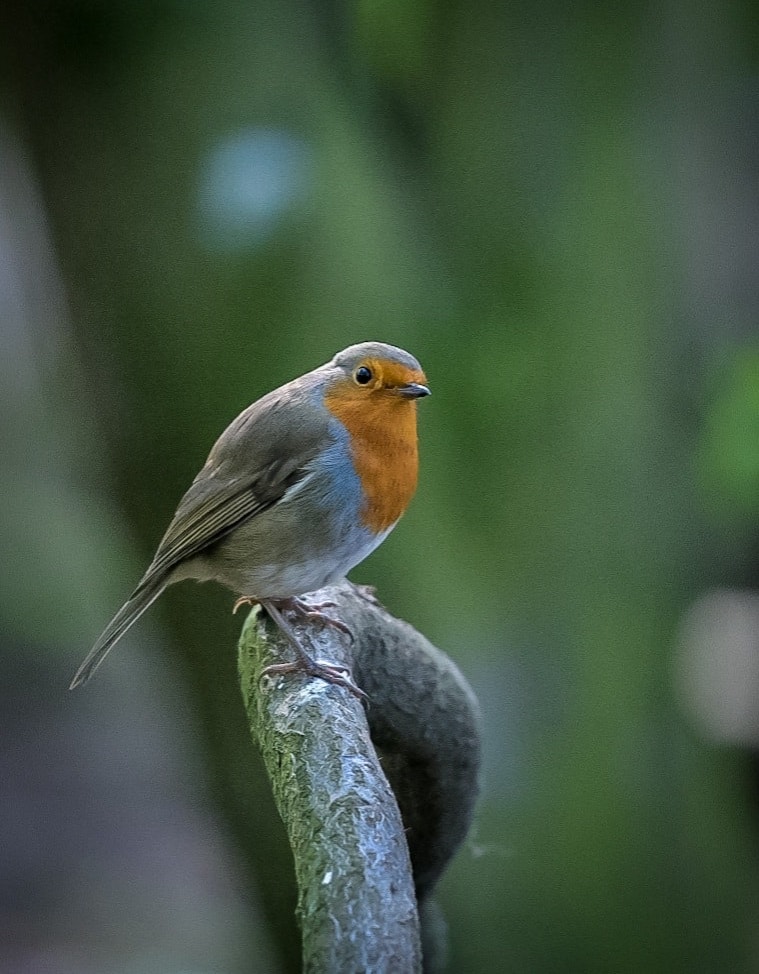 European Robin